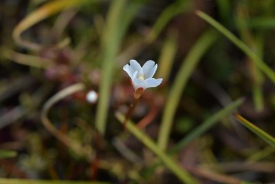 Epilobium pernitens, photographed by Christopher Stephens
