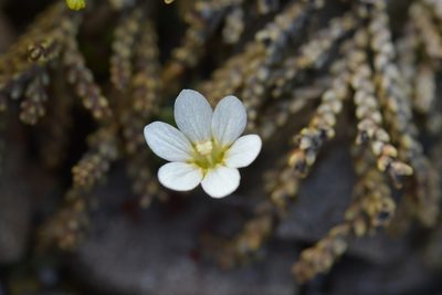 Forstera tenella, photographed by Christopher Stephens