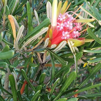 Lambertia formosa, photographed by ronavery