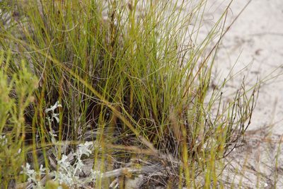 Schoenus cuspidatus, photographed by Tony Rebelo