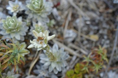 Leucogenes leontopodium, photographed by Christopher Stephens