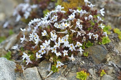 Euphrasia zelandica, photographed by Christopher Stephens
