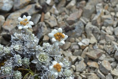 Leucogenes leontopodium, photographed by Christopher Stephens