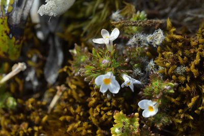 Euphrasia zelandica, photographed by Christopher Stephens