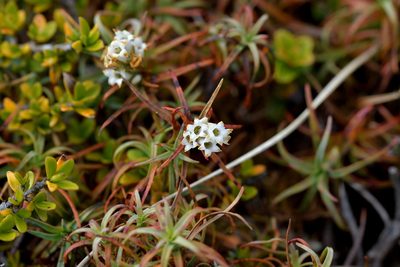 Dracophyllum recurvum, photographed by Christopher Stephens