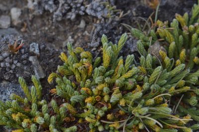 Kelleria dieffenbachii, photographed by Christopher Stephens