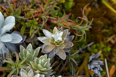 Leucogenes leontopodium, photographed by Christopher Stephens
