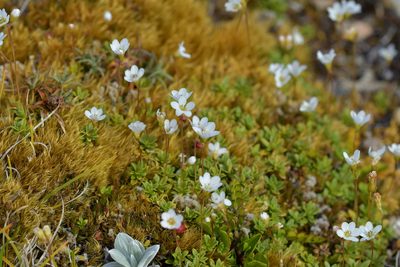 Forstera tenella, photographed by Christopher Stephens
