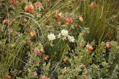 Phylica dodii, photographed by Tony Rebelo