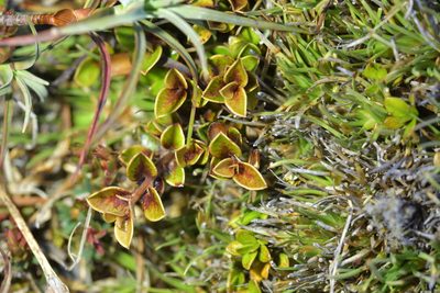 Myrsine nummularia, photographed by Christopher Stephens