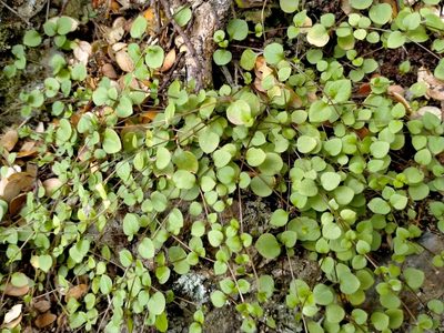 Stellaria parviflora, photographed by John Barkla
