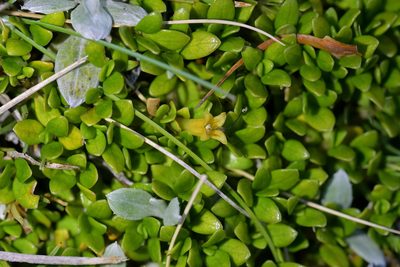 Coprosma perpusilla, photographed by Christopher Stephens