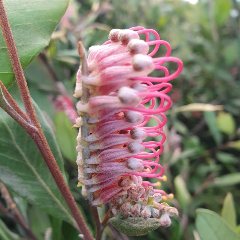 Grevillea macleayana, photographed by ronavery