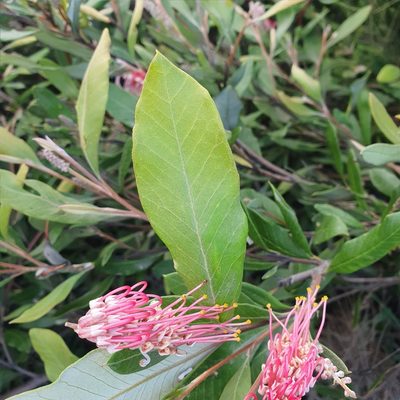 Grevillea macleayana, photographed by ronavery
