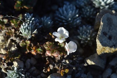 Veronica spathulata, photographed by Christopher Stephens