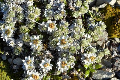 Leucogenes leontopodium, photographed by Christopher Stephens