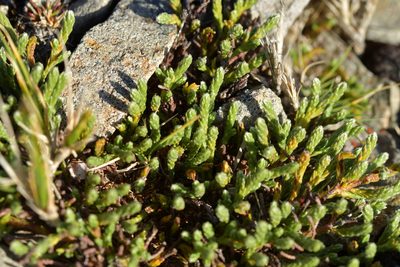 Kelleria dieffenbachii, photographed by Christopher Stephens