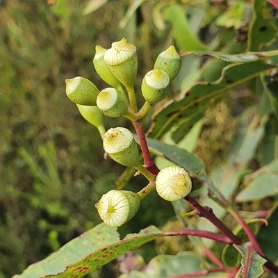 Corymbia gummifera, photographed by ronavery