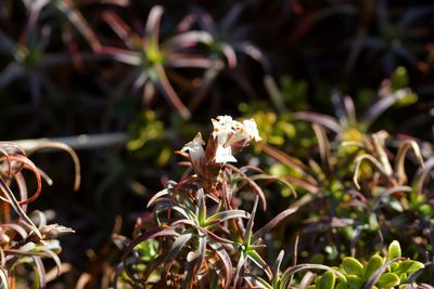 Dracophyllum recurvum, photographed by Christopher Stephens