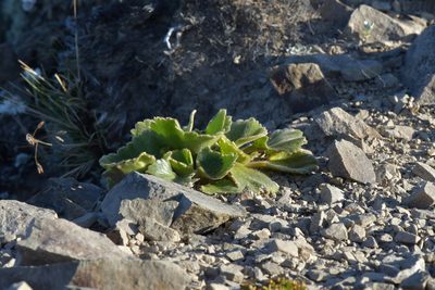 Ranunculus insignis, photographed by Christopher Stephens