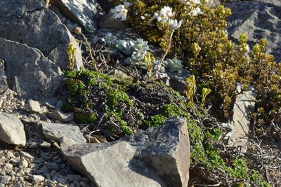 Ourisia caespitosa, photographed by Christopher Stephens