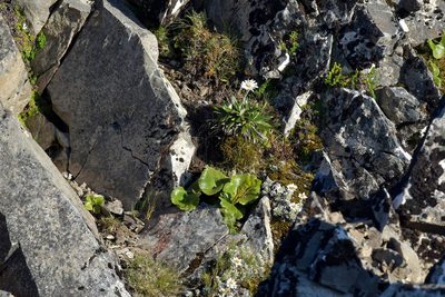 Ranunculus insignis, photographed by Christopher Stephens