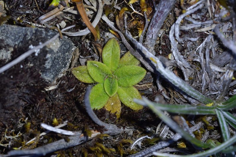 Plantago lanigera, photographed by Christopher Stephens