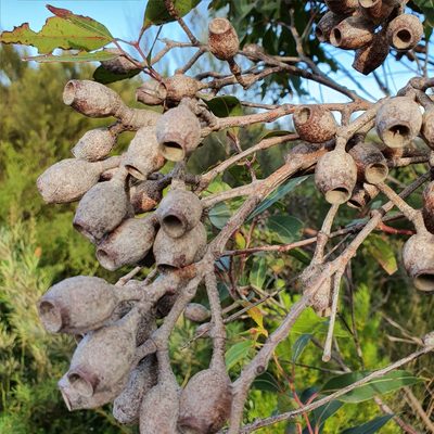 Corymbia gummifera, photographed by ronavery