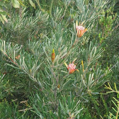 Lambertia formosa, photographed by ronavery