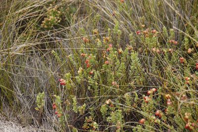 Hermannia concinnifolia, photographed by Tony Rebelo