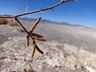 Strombocarpa pubescens, photographed by Alexander Wentworth