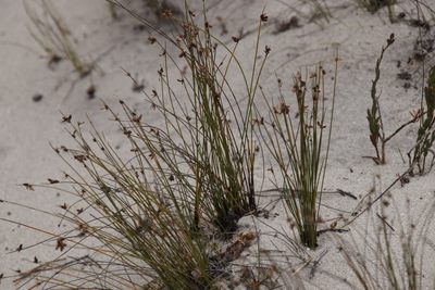 Ficinia lateralis, photographed by Tony Rebelo