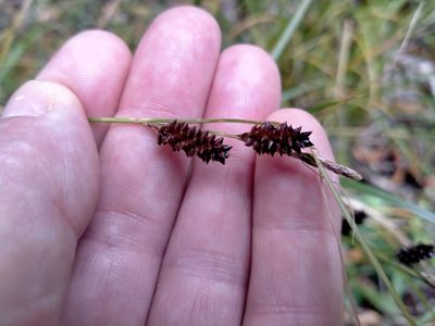 Carex dissita, photographed by John Barkla