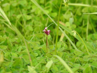 Valeriana cornucopiae, photographed by Duarte Frade