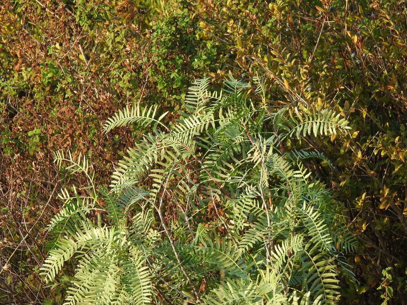 Schinus molle, photographed by Duarte Frade