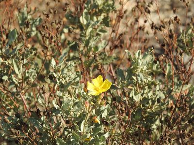 Cistus halimifolius, photographed by Duarte Frade
