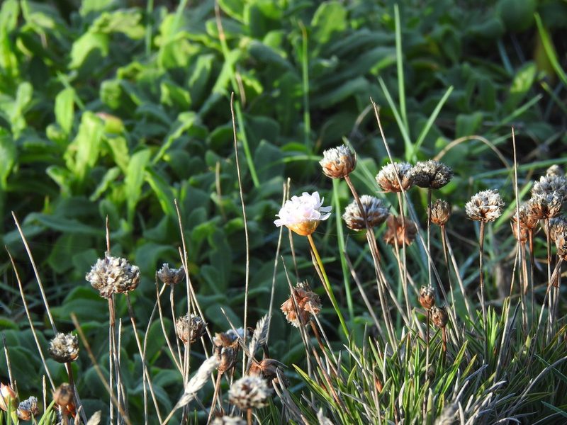 Armeria welwitschii, photographed by Duarte Frade