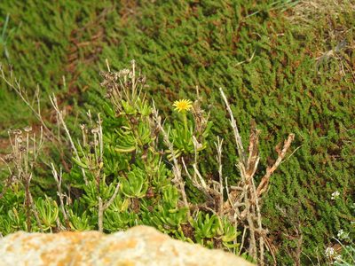 Limbarda crithmoides, photographed by Duarte Frade