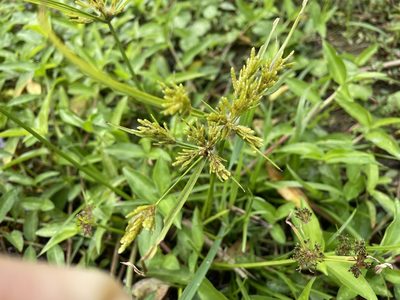 Cyperus iria, photographed by 高山田鼠