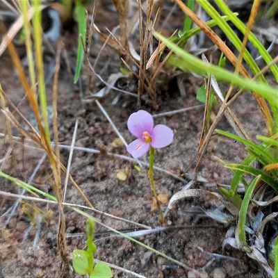 Canscora heteroclita, photographed by Paulmathi Vinod