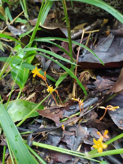 Voyria aurantiaca, photographed by Guillaume Delaitre