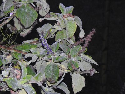 Coleus barbatus, photographed by Duarte Frade