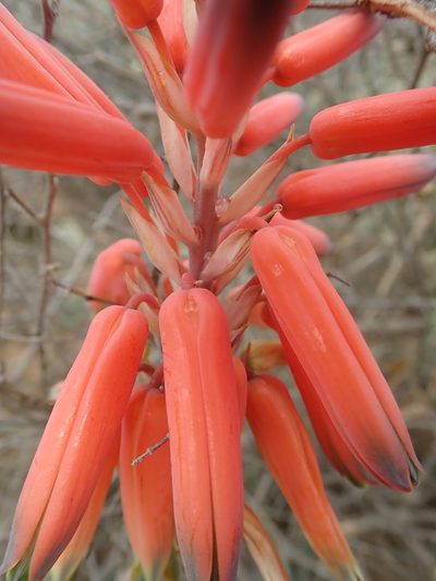 Aloe krapohliana, photographed by Peter Warren
