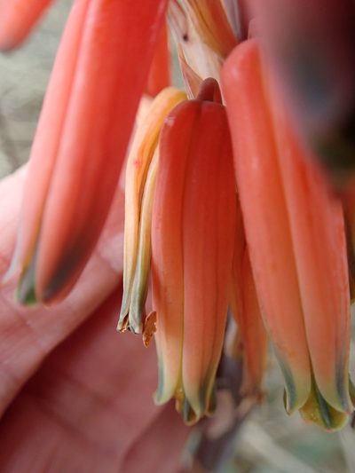 Aloe krapohliana, photographed by Peter Warren
