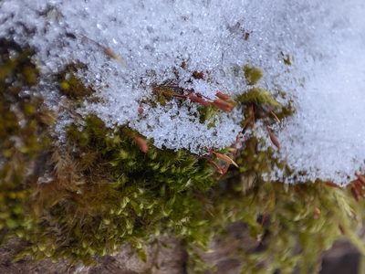 Pylaisia polyantha, photographed by Dmitry Ivanov