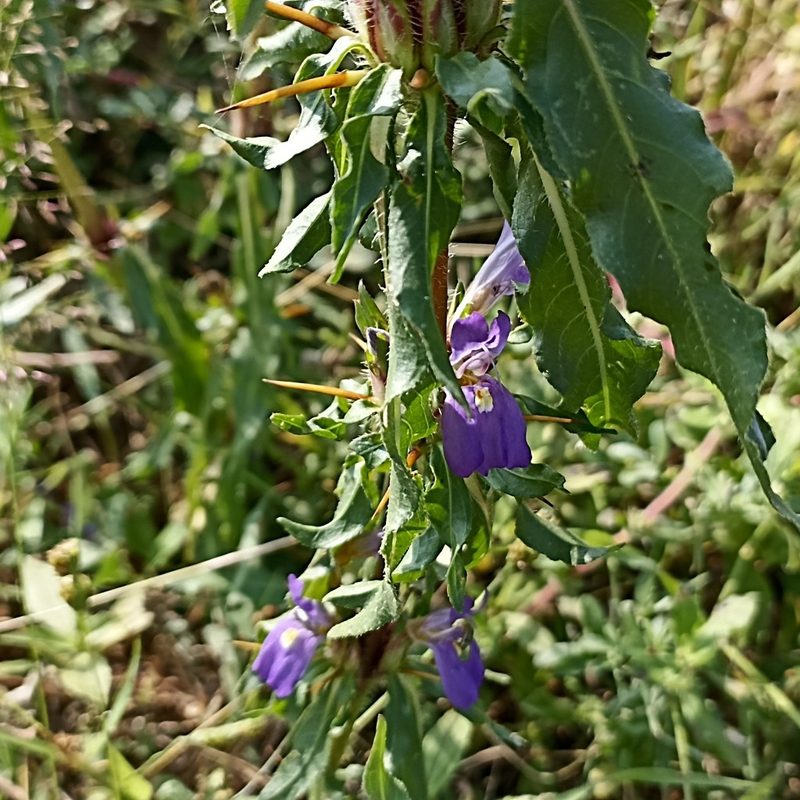 Hygrophila auriculata, photographed by Paulmathi Vinod