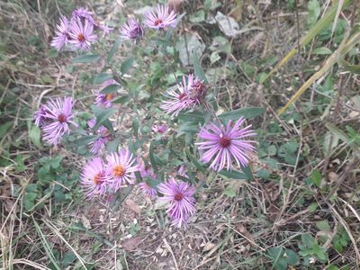 Symphyotrichum novae-angliae, photographed by Andrew Bazdyrev