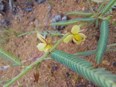 Chamaecrista mimosoides, photographed by Manuel R Popp