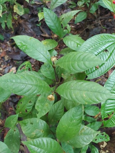 Palicourea glabra, photographed by Guillaume Delaitre