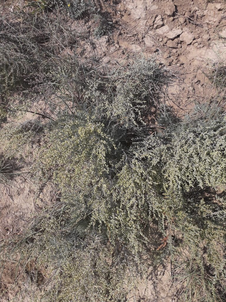Artemisia taurica, photographed by Andrew Bazdyrev